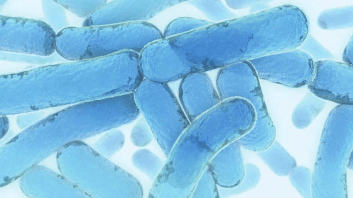 Microbial, Microbe, Microbiome, Microbiota, Microbial DNA qPCR